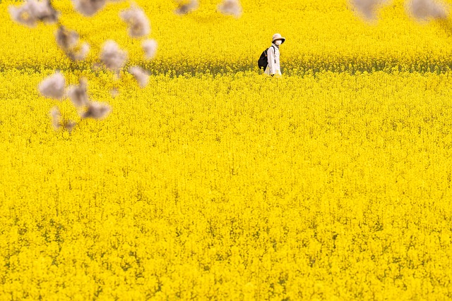 Sun, Sand, and Serenity: Discovering Japan's Best Beaches